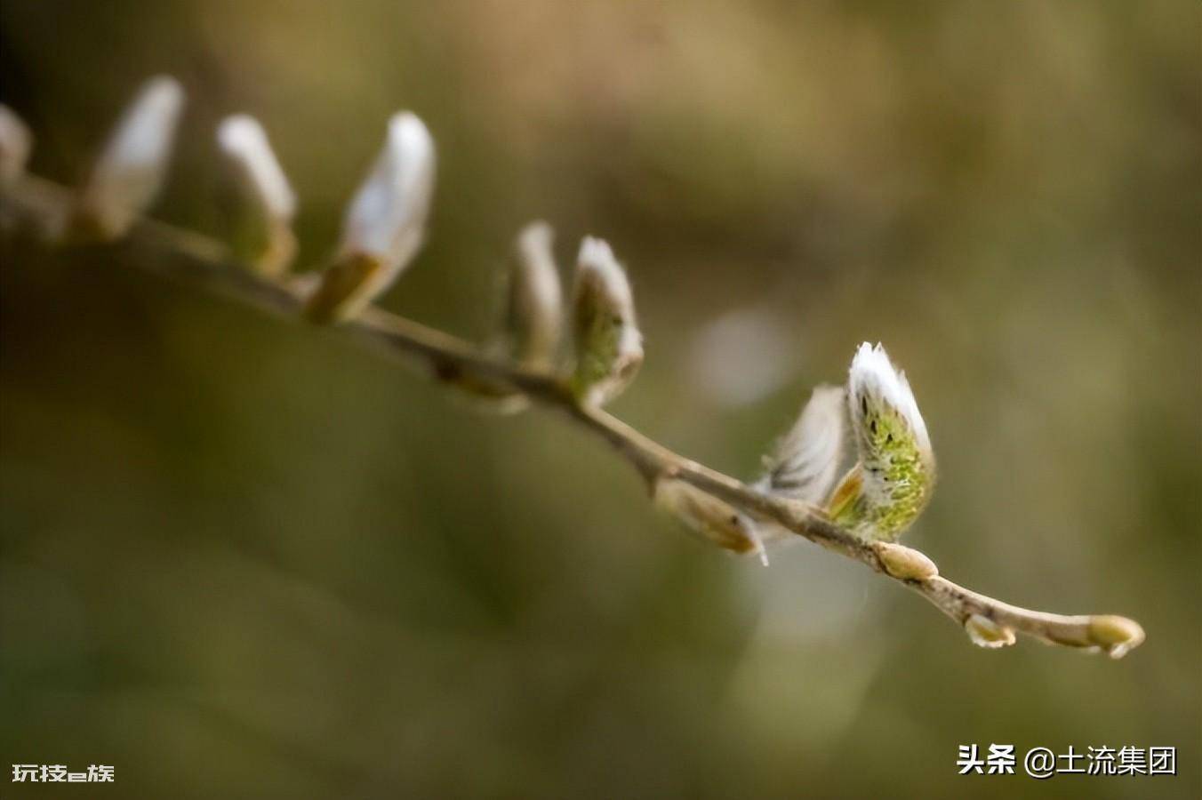 2022各地柳絮什么时候结束(柳絮几月份开始和结束)-图片3